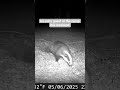 Local wildlife at the camp #bushcraft #campinglife #badgers
