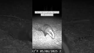 Local wildlife at the camp #bushcraft #campinglife #badgers