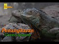 Penangkaran Green Iguana || Tips dan Perawatan