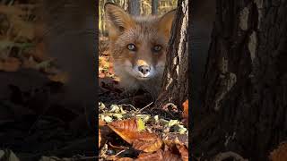 The Fox (What Does the Fox Say?) - Ylvis