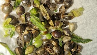 Potting up guava skittelz π’π₯π«π’
