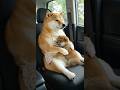 👆続きはこちら👆お墓参りに行ってきたワン🐶 #柴犬はるの子育て日記