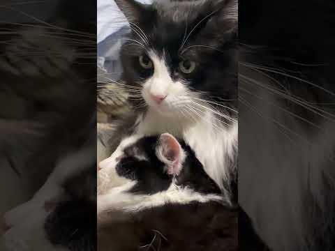 2 little cats.. #shorts #fypage #trendingshorts