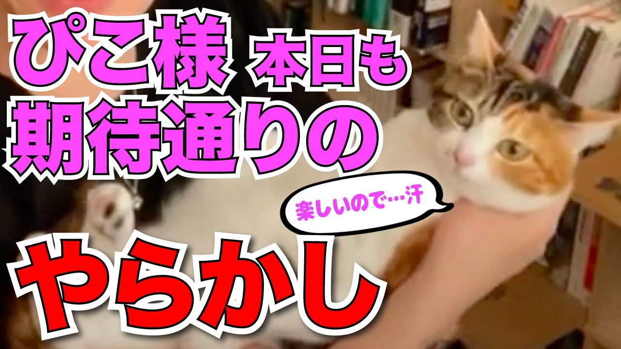 Daigo 猫 ぴこ様 本日も 期待通りやらかす 切り抜き Youtube