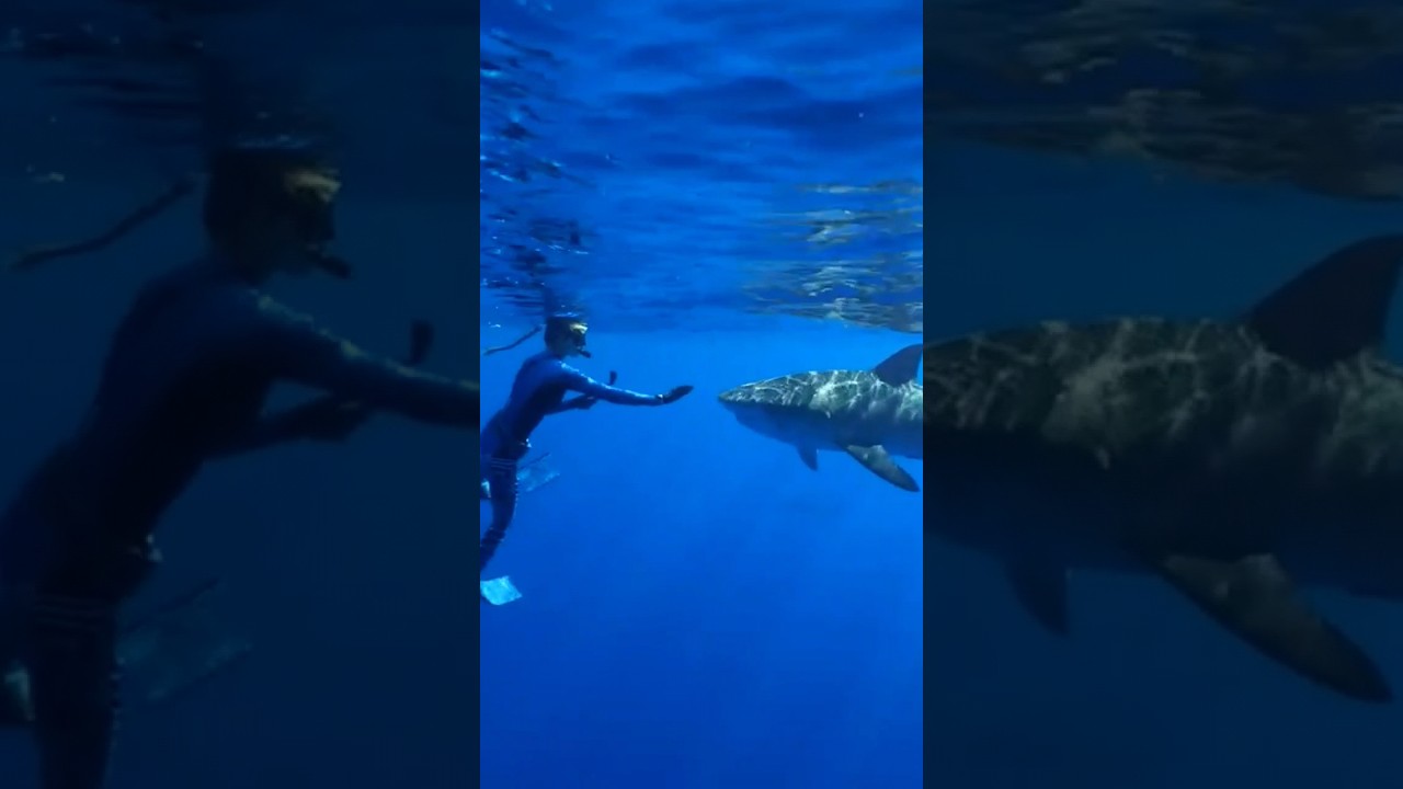 Why Sharks Attack Divers 3 YouTube