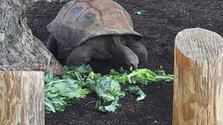 Aldabra giant tortoise (Aldabrachelys gigantea)