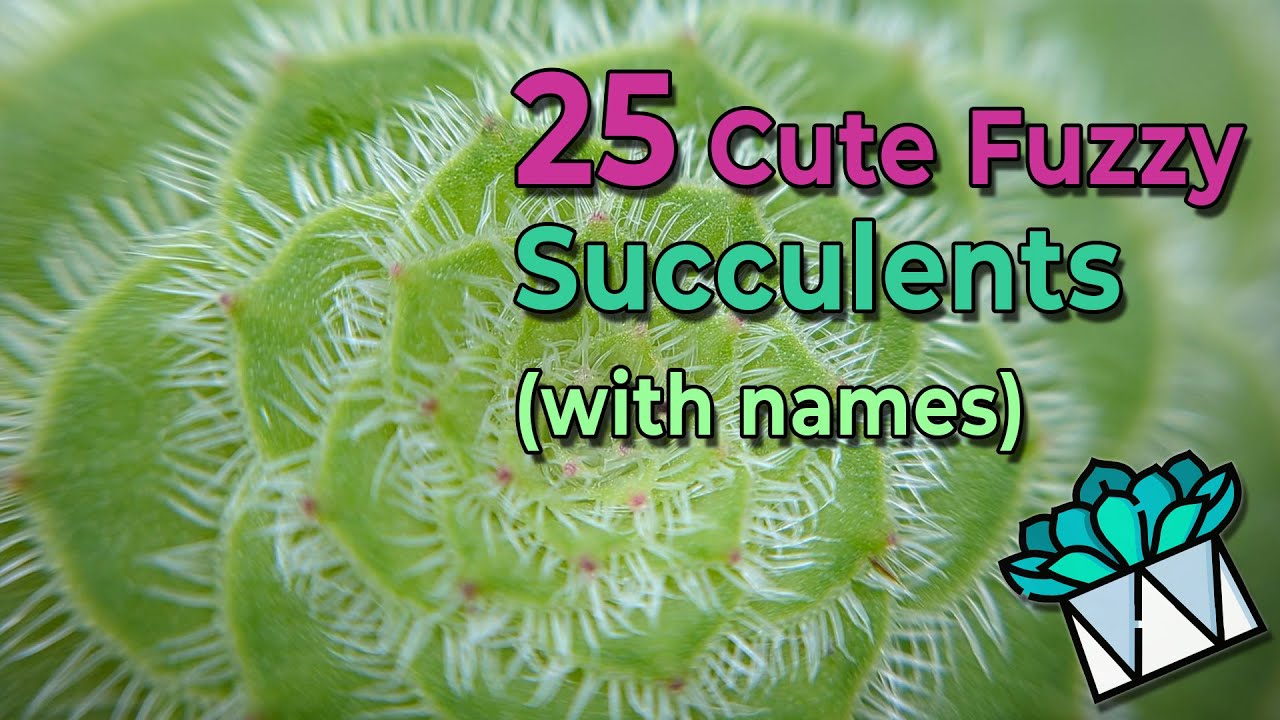 25 Cute Furry, Fuzzy, Hairy Succulents With Names