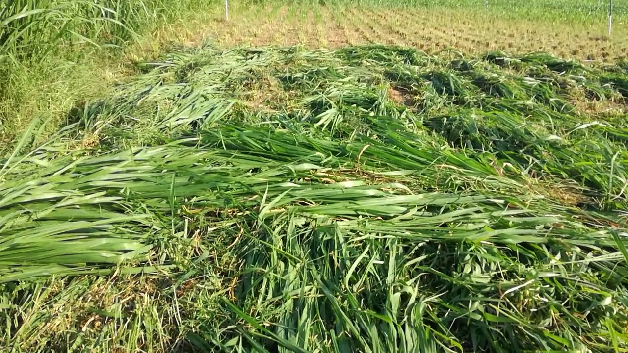 البونيكام اثناء الحش بمزرعة Fouad Farm