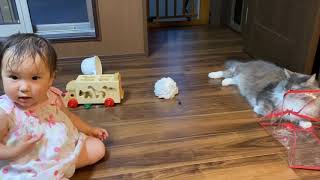 娘の周りをウロウロして狙っている猫　ノルウェージャンフォレストキャットA cat is walking around her daughter.Norwegian Forest Cat.