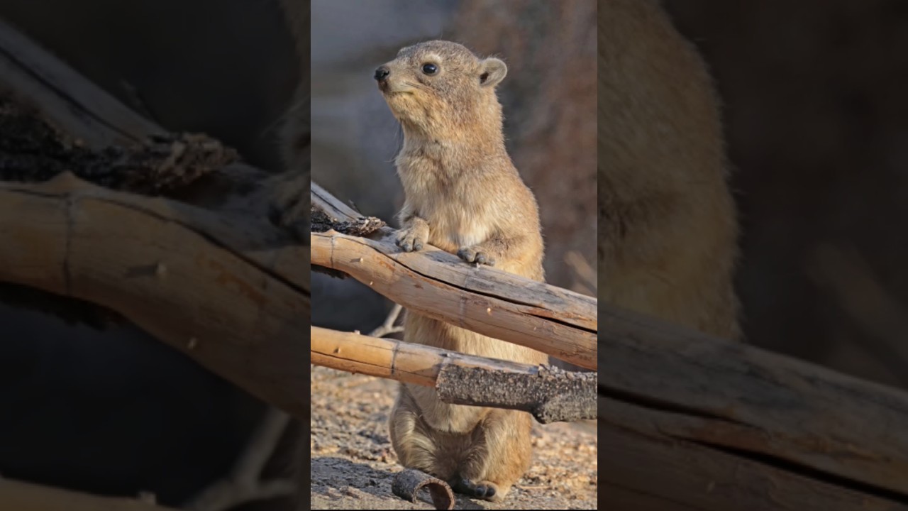 Now vs Millions year back | Hyrax |