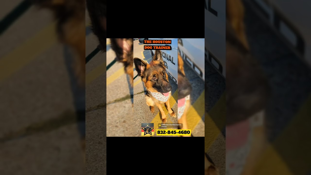 Selection of Training DOGS of The Houston Dog Trainer 832-845-4680 GO PRO GO HDT