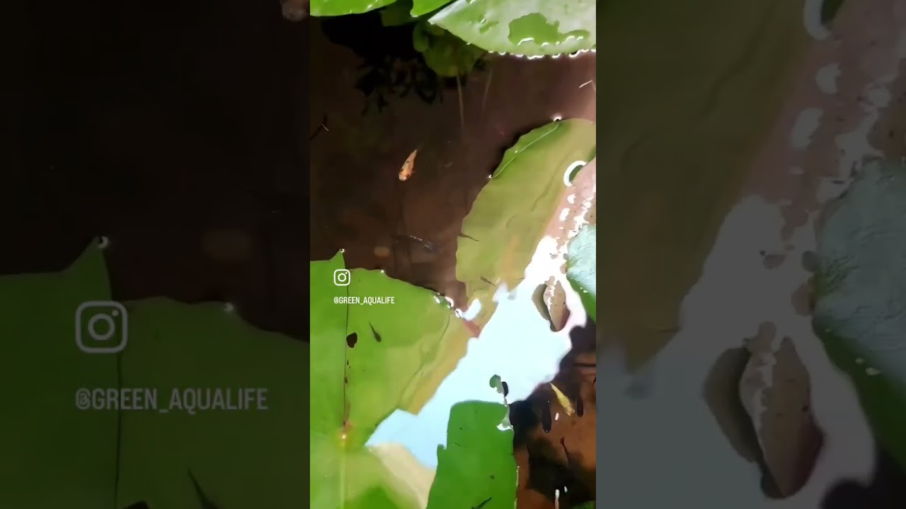 Gold guppies in natural pond setup# gold guppies# guppy