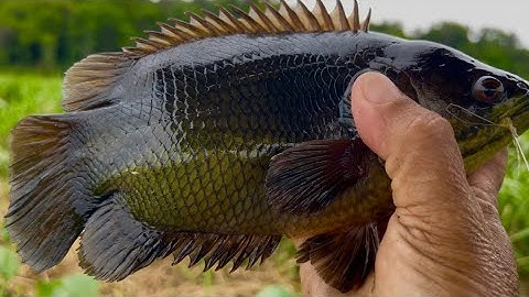 Hốt Trọn Ổ Cá Rô KH.ỦNG Không Thể Già Hơn / Big Fishing Boat