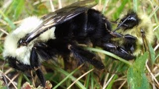 Bumblebees Mating (Bombus Impatiens)  with Enhanced Audio