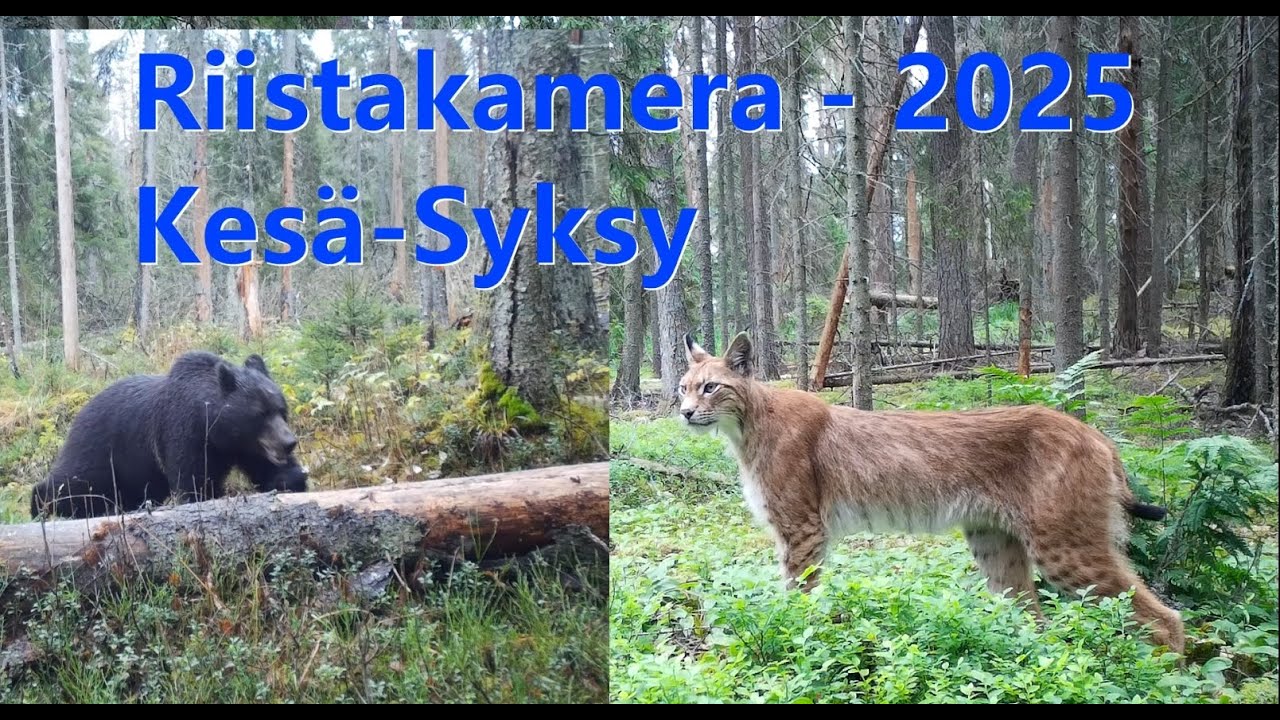 Riistakamera - 2025 kesä / syksy