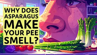 Why Does Asparagus Make Your Pee Smell? | Tastebuds vs. Science