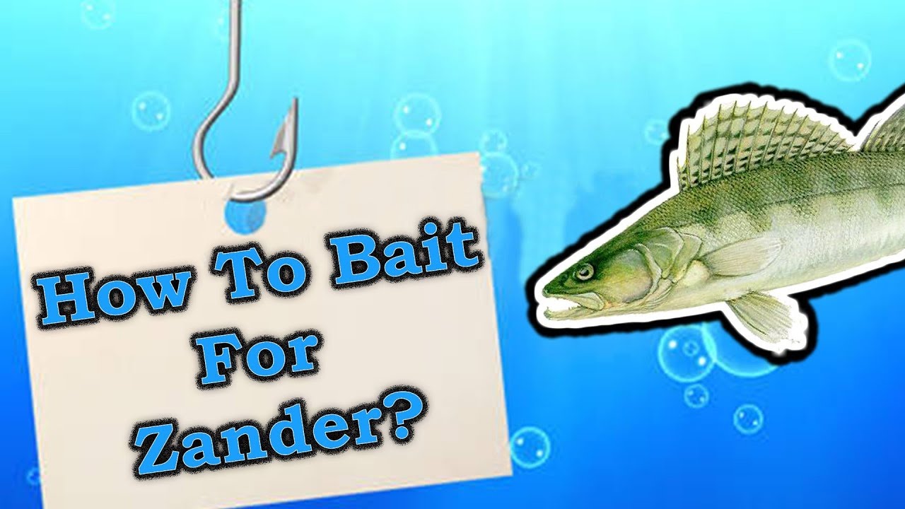 How to Bait for Zander? - YouTube