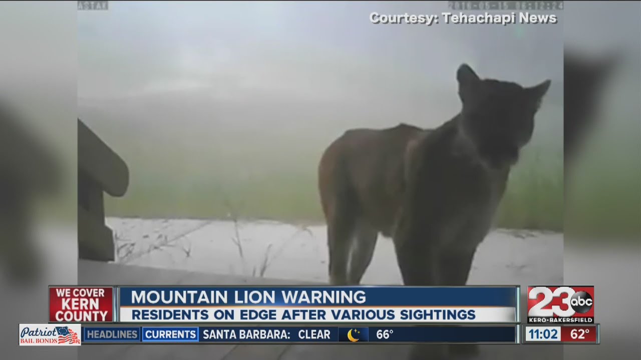 Mountain lion sighting, police issue warning YouTube