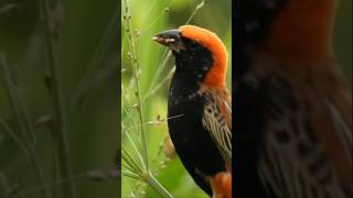 Uskup Merah Zanzibar, Penghuni Rawa Afrika #shorts #birds #animals