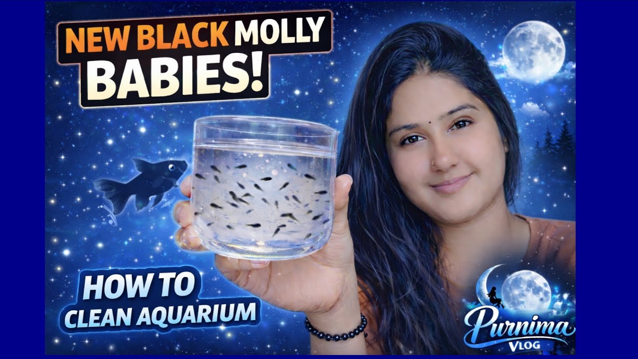 Molly's Fish Giving Birth/Molly Fish Ne Bache Diye/How To Clean Fish Tank/Fish Tank Kaise Saaf Karen