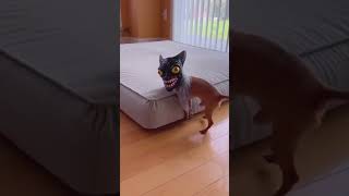 🐄 HTP Production | Funny Animals & Happy Moments 😂 #trending #funny #viralvideo #cat #animals