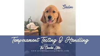 Sailor - Temperament attesting & Handling