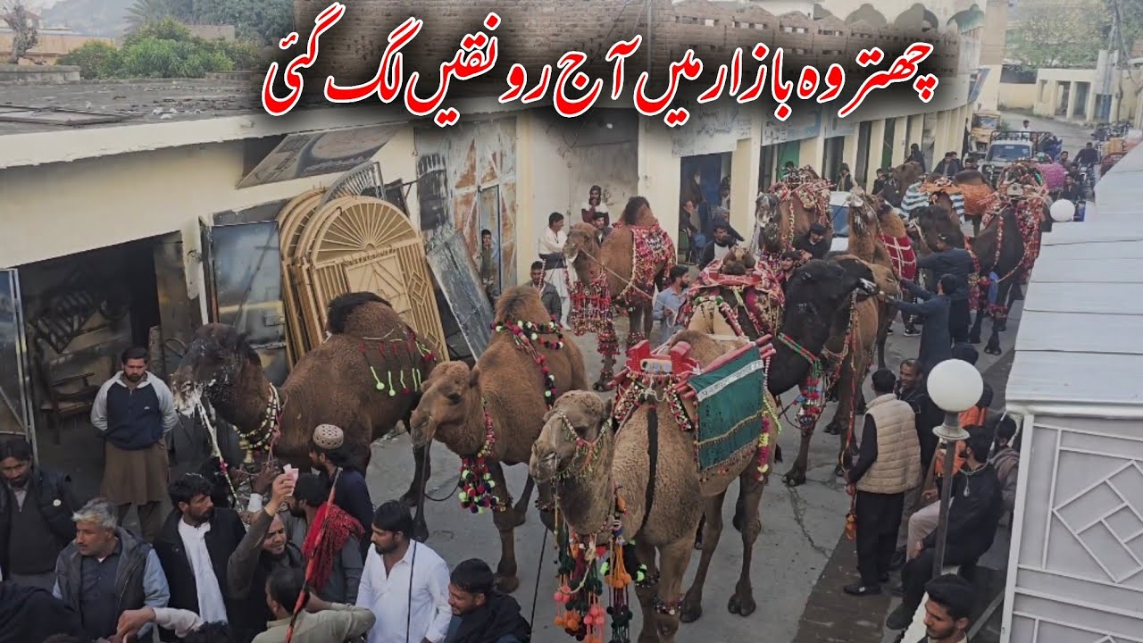  Chattroh Bazar Camels Mela 2026 Kalyam Sharif