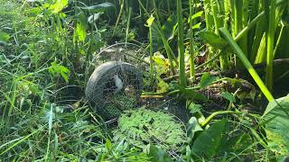 . Bẩy chim quốc mồi tự chơi. Chim sung quá . Bởi về không đá . Anh em vui nha