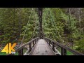 4K Pratt River Trail - Mystic Forest Virtual Walk - Short Preview Video