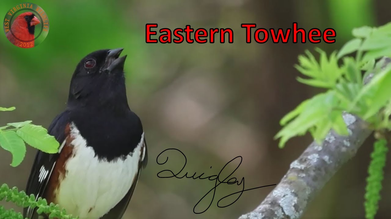Eastern Towhee Singing