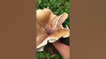 Menemukan Harta Karun Di Hutan #pertanian #tipsberkebun #petanimodern #fyi #berkebunbuah