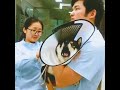 Dog screaming at vet Shiba inu