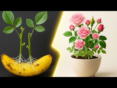 قلمه های گل رز خود را در یک موز قرار دهید آنها دیوانه وار ریشه می دهند