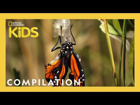 Amazing Animals! | 1 Hour | Nat Geo Kids Compilation | Natgeokids