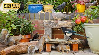 Cat TV for Cats to Watch 😸 Birds & Squirrels Feast Together 🕊️🐿️ Bird Videos & Cat Games