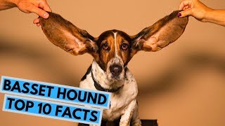 Basset Hound  TOP 10 Interesting Facts