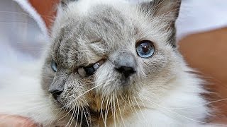 8 странных животных с ГЕНЕТИЧЕСКИМИ МУТАЦИЯМИ! Часть 1 8 странных животных с ГЕНЕТИЧЕСКИМИ МУТАЦИЯМИ! Часть 1