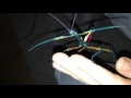 Achrioptera fallax - Blue Stick Insect !