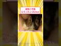 野良の子猫を保護したんやがどうすればいい?→結果 #5ch #2ch
