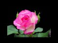 愛理朱『愛は花 君はその種子』The Roseの日本語訳