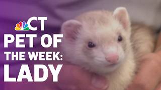 Pet of the Week: Lady