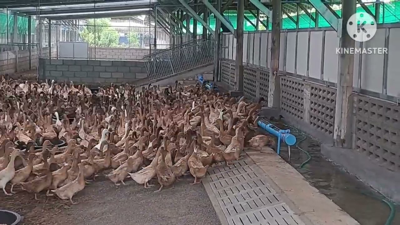 เป็ดไข่ซีพีซุปเปอร์ ส่งปุ๊บๆ ออกไข่ปับๆ@เป็ดไข่ซีพีซุปเปอร์แก่งคอย