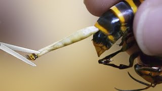 Why do honey bees die after stinging by 100M The Wild Life 945 views 1 year ago 7 minutes, 6 seconds