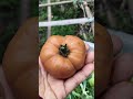 Harvest pumkin shape tomato from my garden#freshly picked#farming