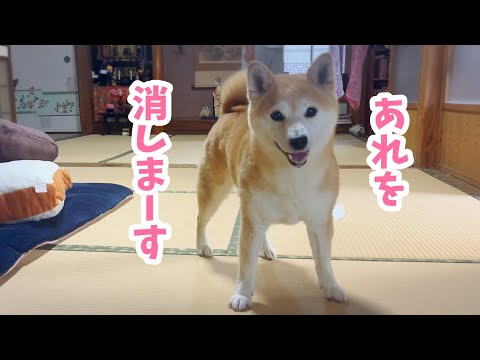 ももが手品を披露します　Momo shows off magic tricks