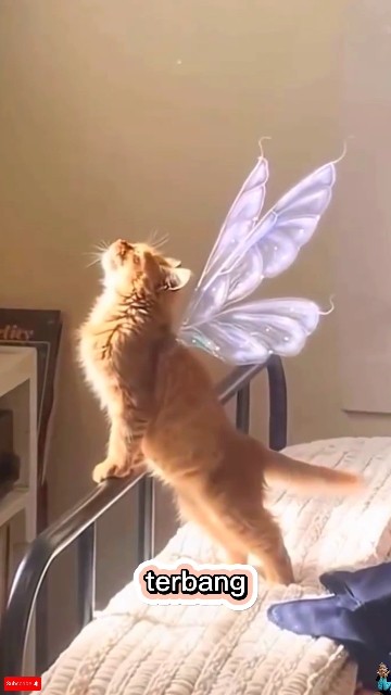 KAMU UDAH ADA SAYAP KENAPA NGGAK TERBANG #fypシviral #funnyshorts #comedyshorts #catlover