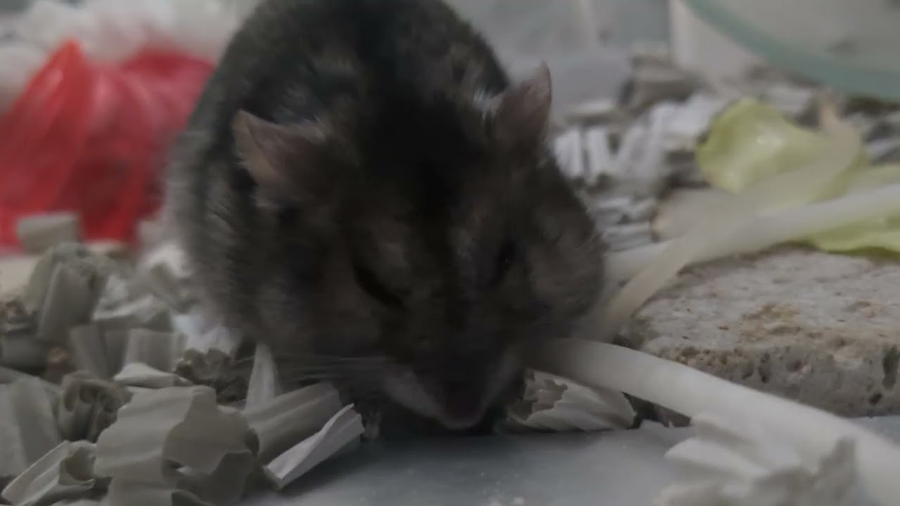 お野菜いっぱいハムちゃん！ #ハムスター #hamster 