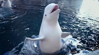 Georgia Aquarium Aqua Pass