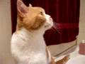 Murph and Billy Scottish Shorthair Kittens - hunting