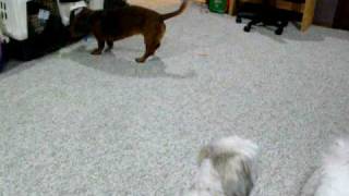 Paradise kennels indoor small dog play time
